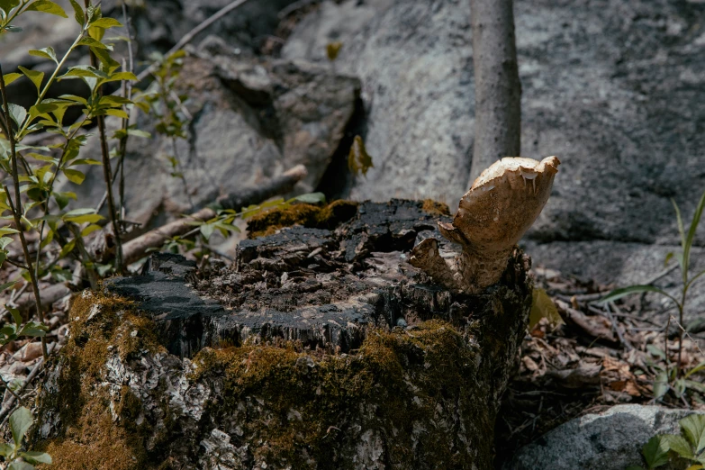 a tree stump with moss growing on it near a rock