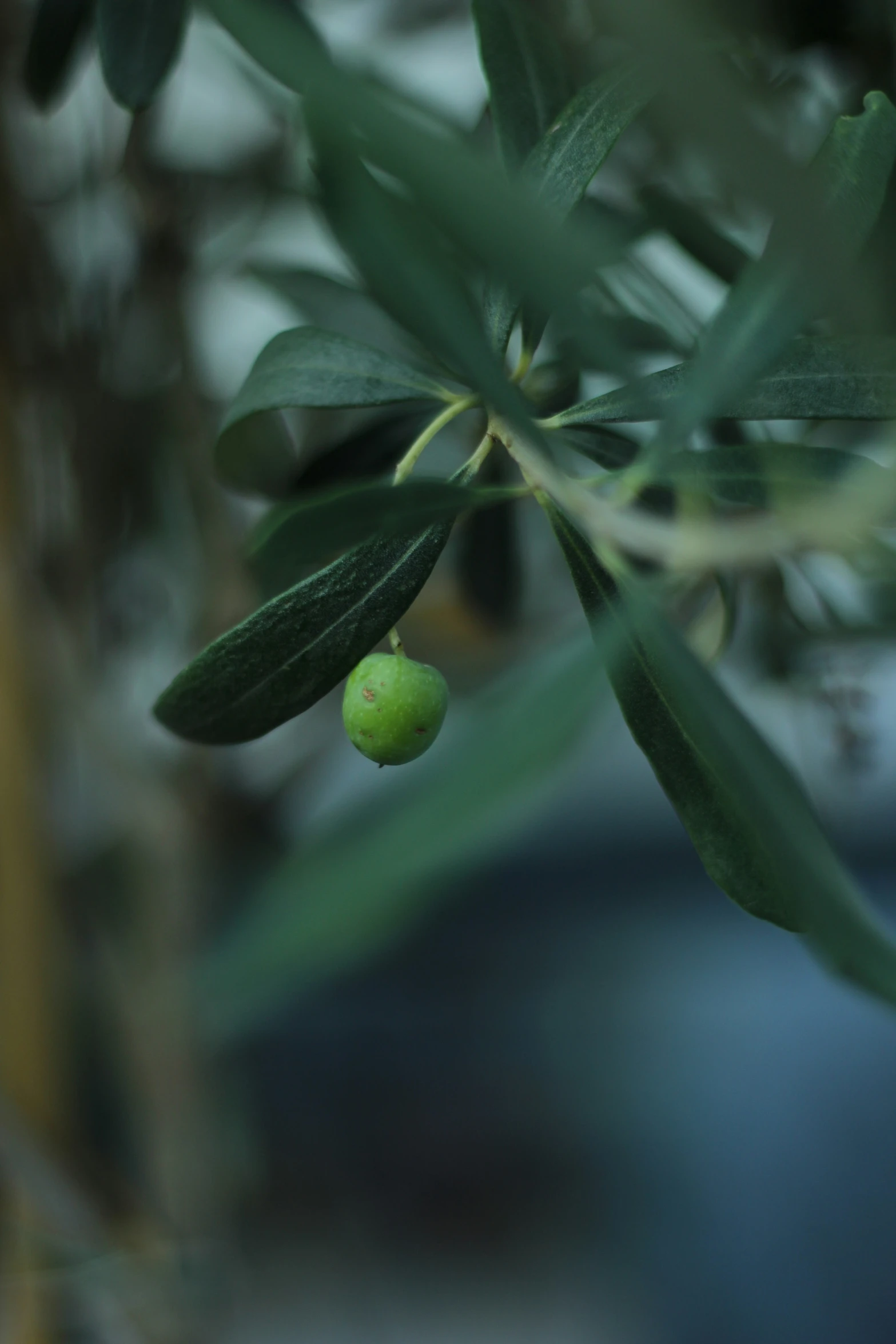 green olives hang from a tree in the day