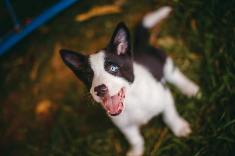 an adorable dog in the grass and smiling