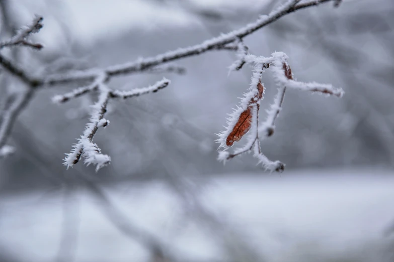 frozen nch limbs, with lots of snow