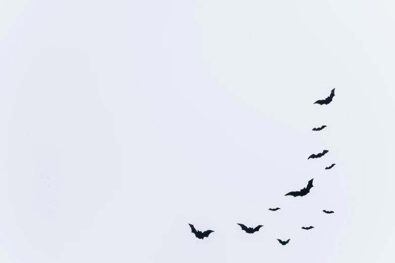 flock of birds flying in a straight row with white sky