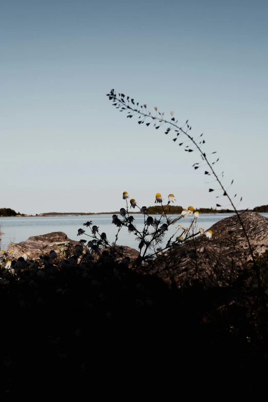 a single plant growing out of a rocky outcropping