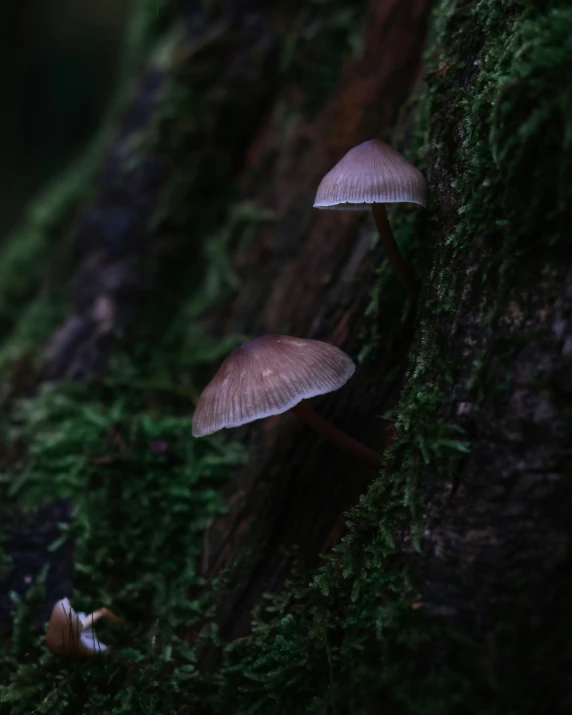 mushrooms growing out of the moss in a forest