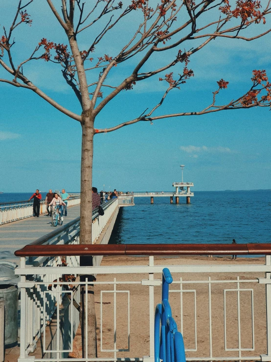 a tree on the shoreline of the ocean