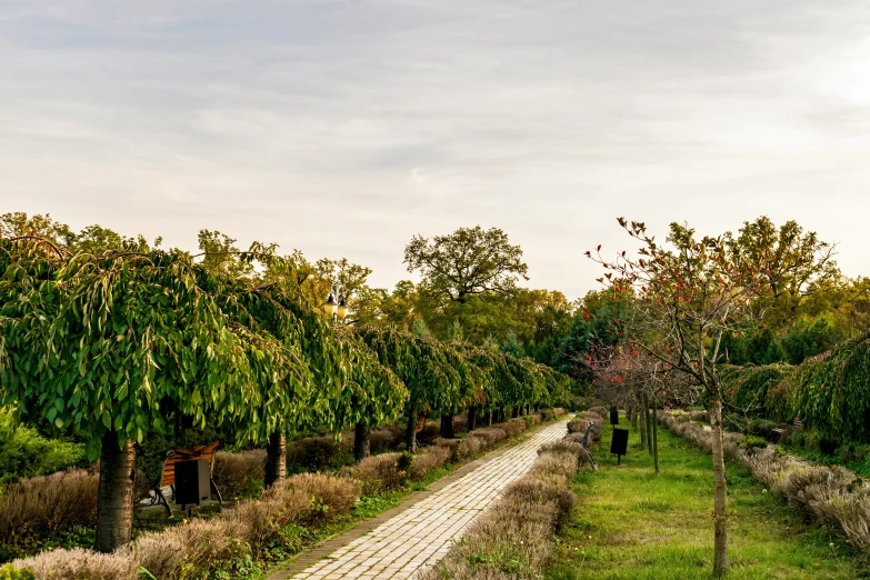 there is an outdoor garden with many trees in it