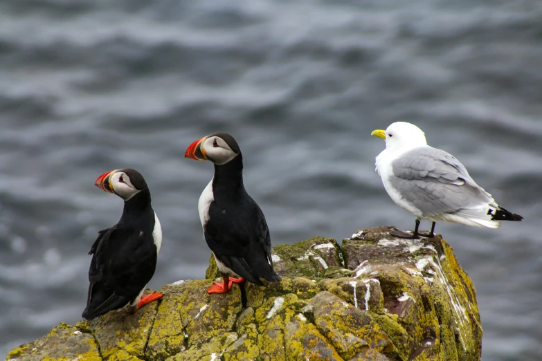 three birds are perched on a rock near the water