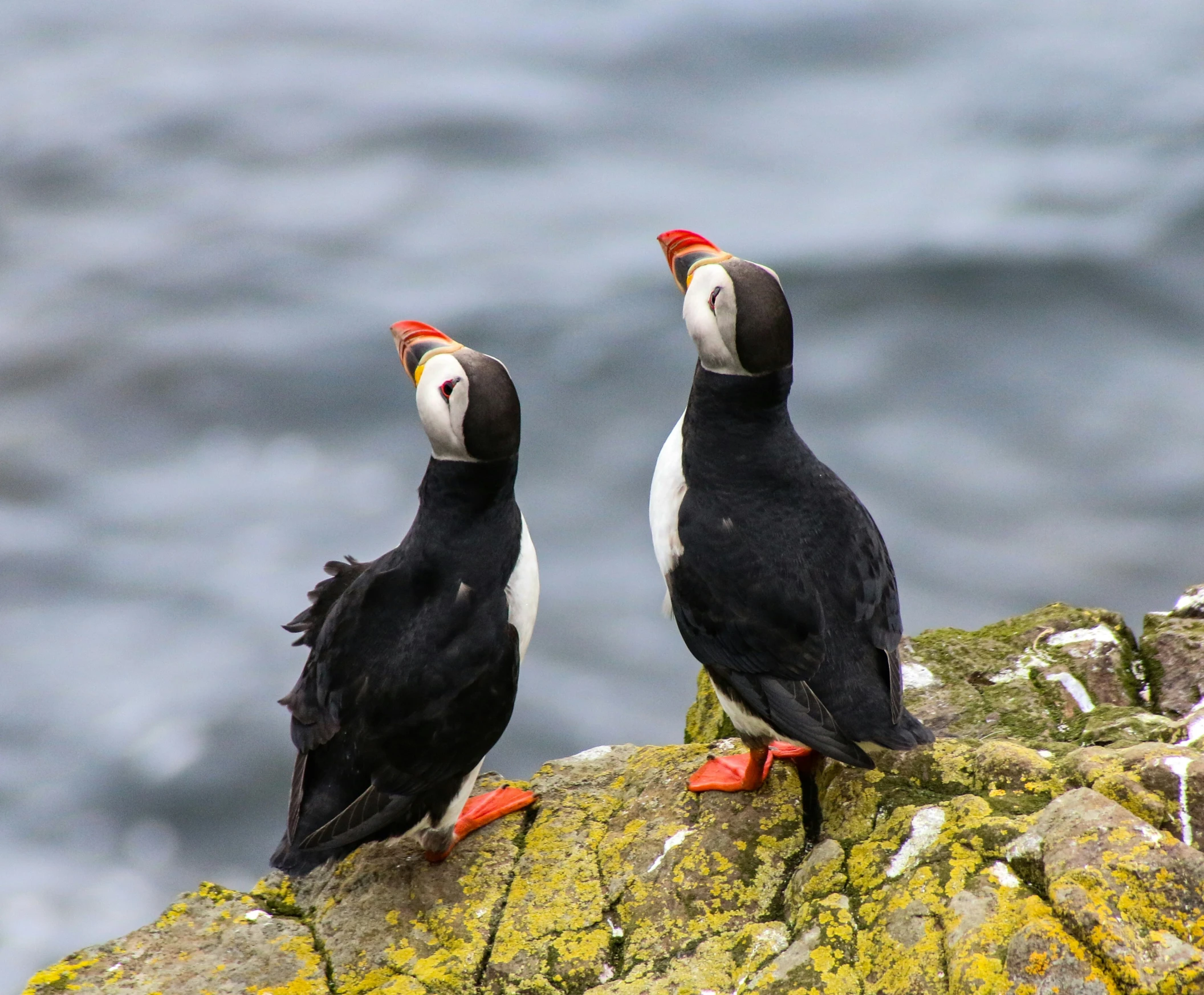 two birds standing on top of a large rock