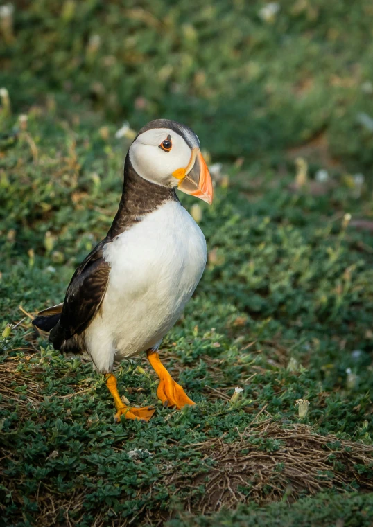 a bird standing on top of a grass covered field