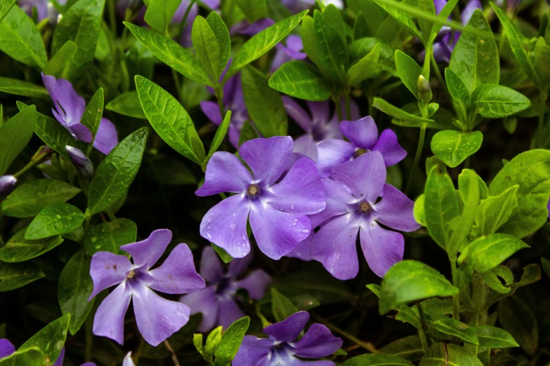 blue flower with green leaves in the middle