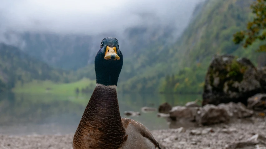 the bird is perched on the rock with his eyes open