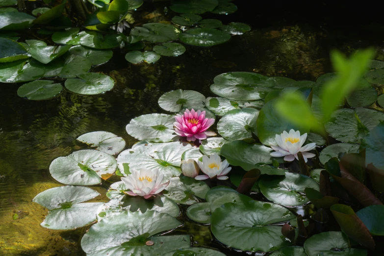 small pink flower in a pond with lots of water lily leaves