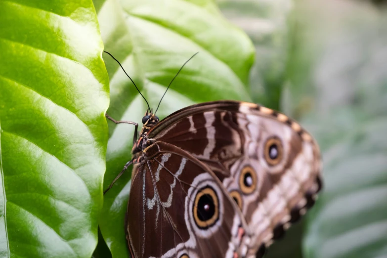 a brown and white erfly sitting on top of a green plant