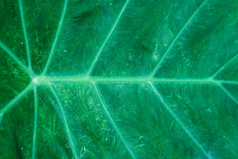 a close up image of a large green leaf