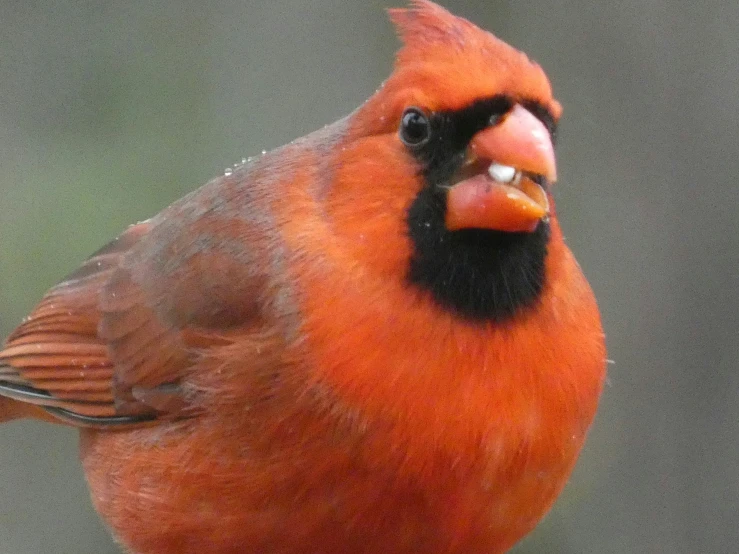 this is an image of a red bird