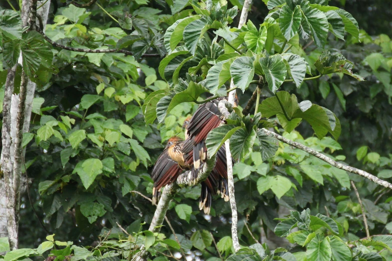 two birds are perched on the limb of a tree