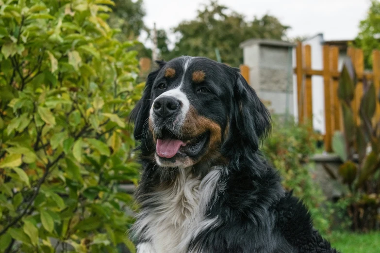 a black and white dog sitting in the grass