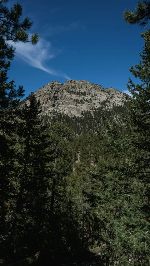 a forest with a mountain in the background