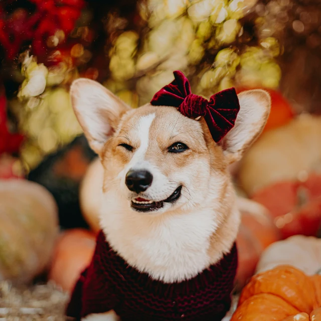 a dog is wearing a red sweater and a red bow