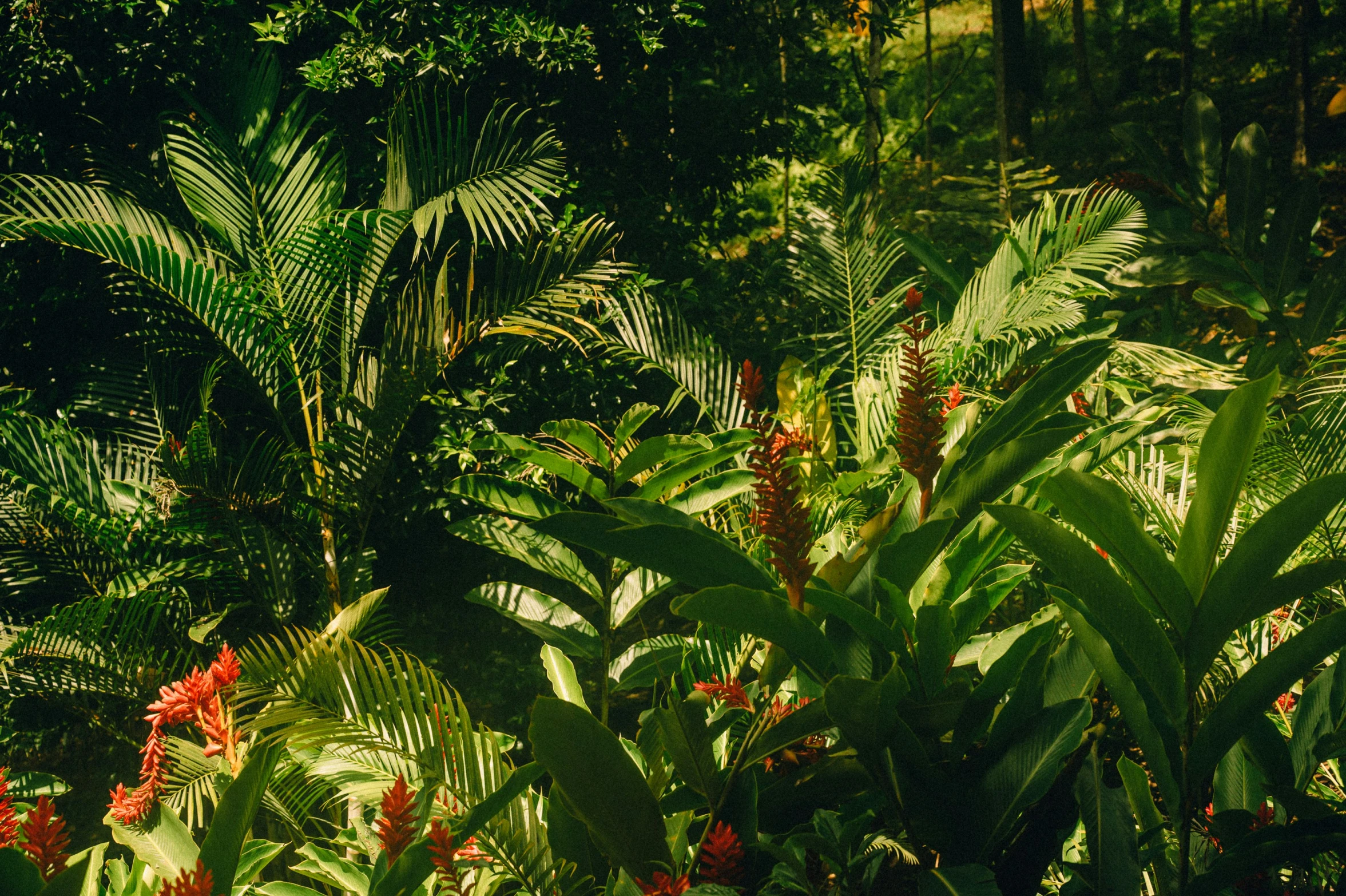 the sun shines through the trees in a tropical forest