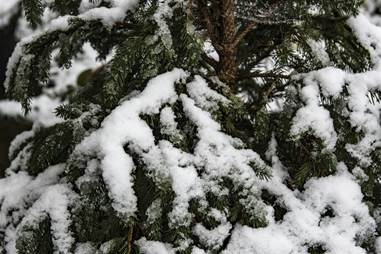 snow covered trees and the nch showing a sign