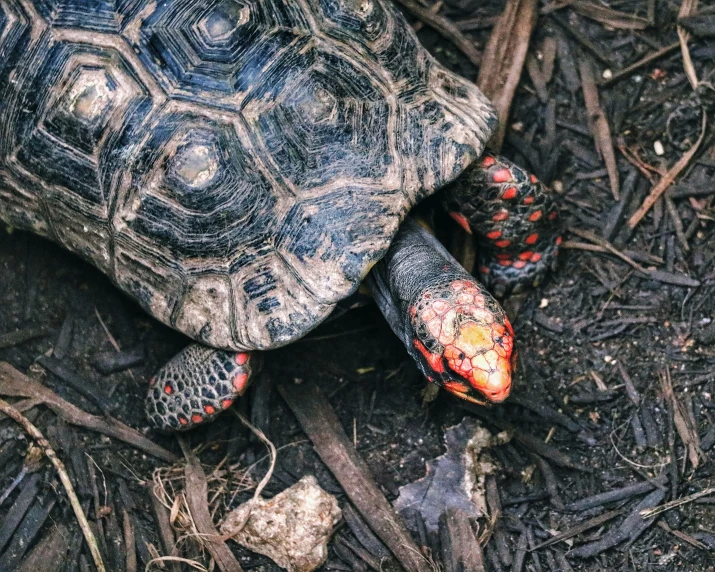 a turtle crawling in the ground while looking around