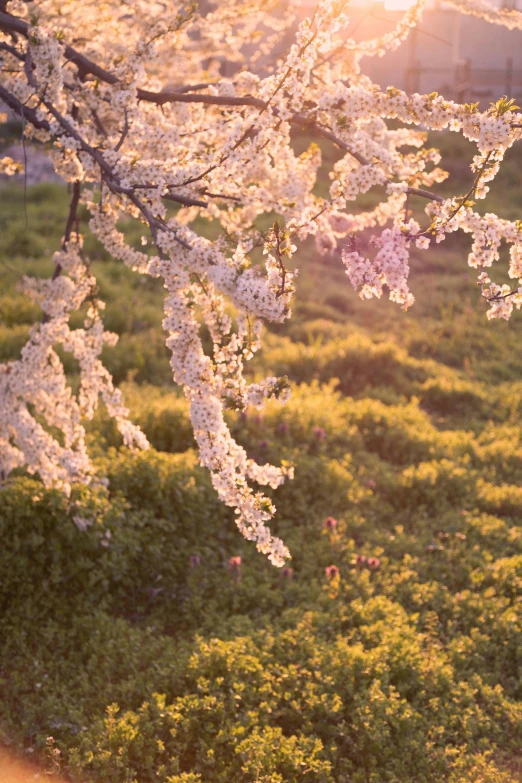 blossoming trees and bushes in a rural area