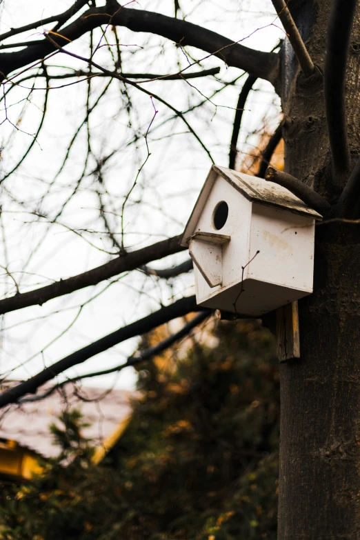 a birdhouse attached to a tree in the daytime