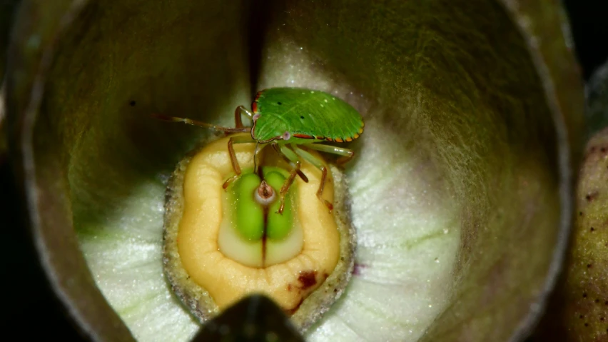 a small green bug inside a flower in a bowl