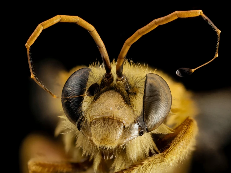 a macro s of a yellow jumping bee