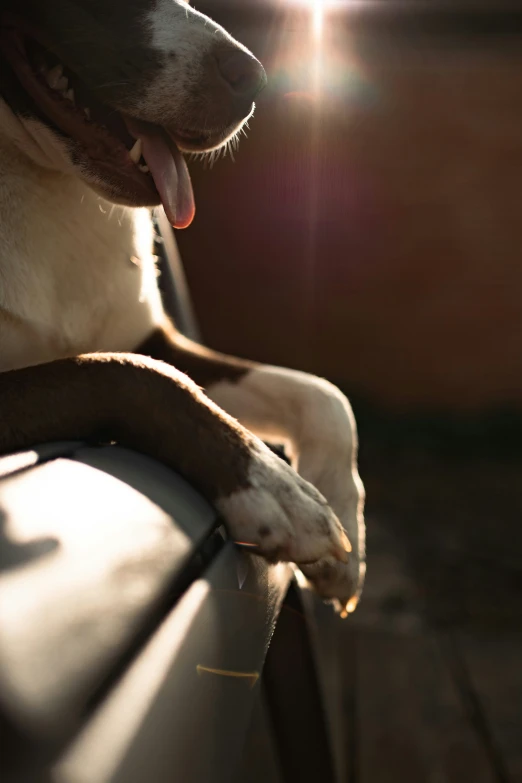 a dog that is sitting on a bench