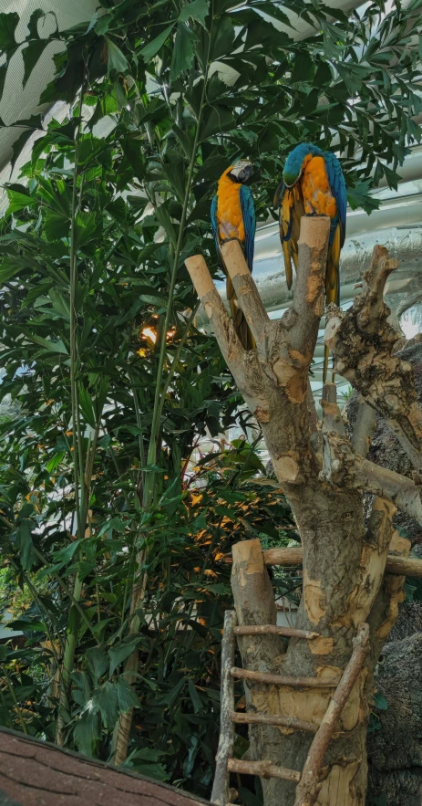 a group of birds perched on top of some wooden nches