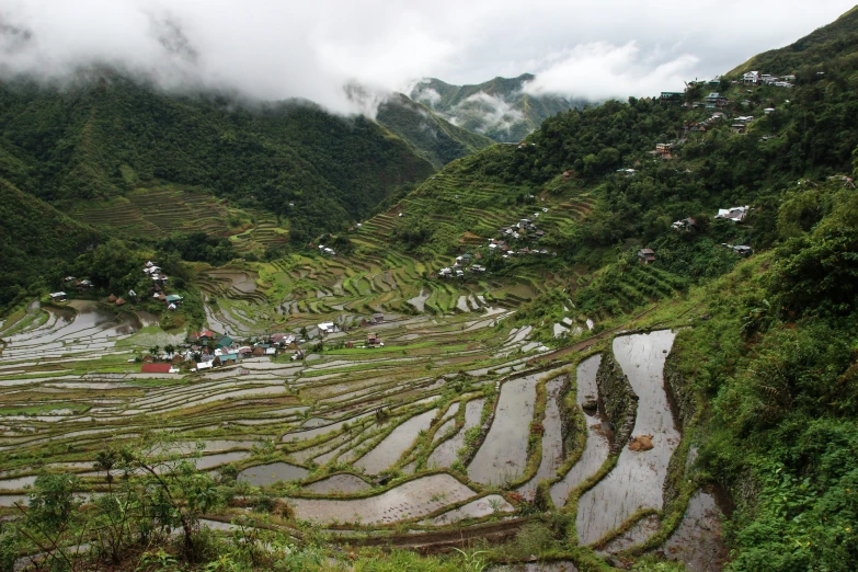 a picture of the terraces of rice in a village