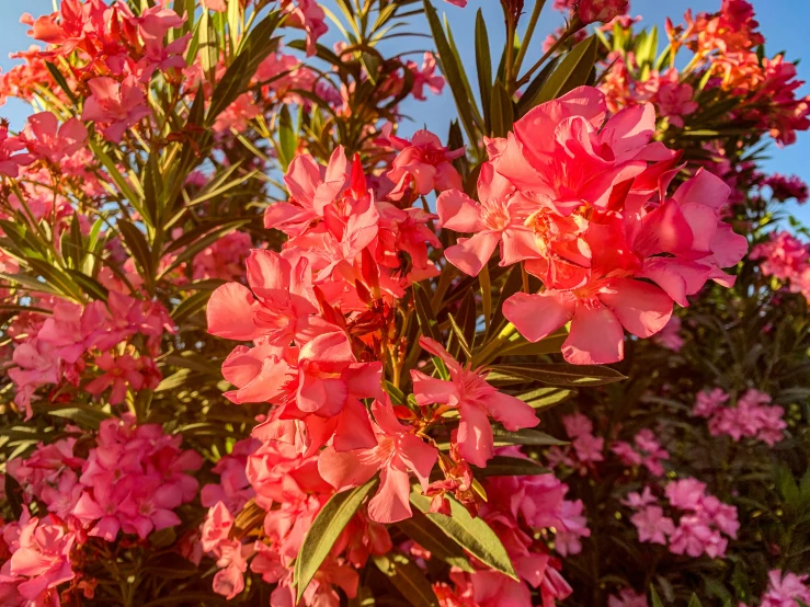 some pink flowers blooming on a tree