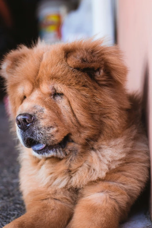 a small brown dog laying next to a wall