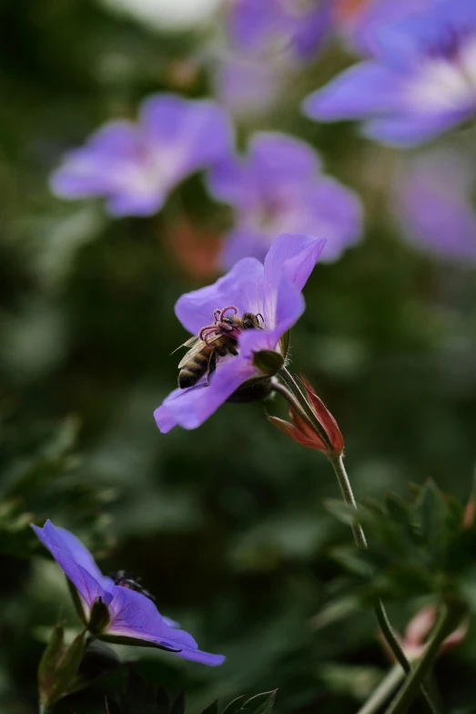 the bee is pollinating on the flower petals