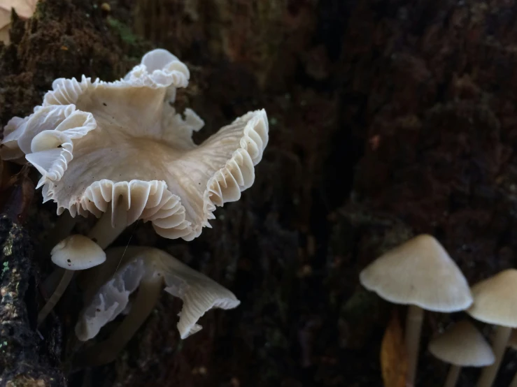 a close up view of many mushrooms growing out of a tree stump