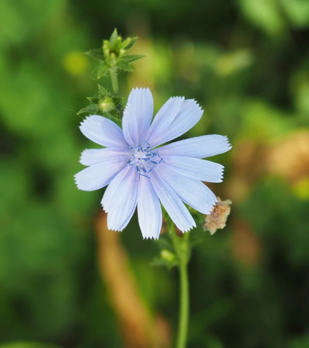 a blue flower in the middle of a green bush