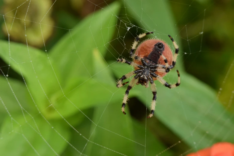 a close up of a spider on a cobwe