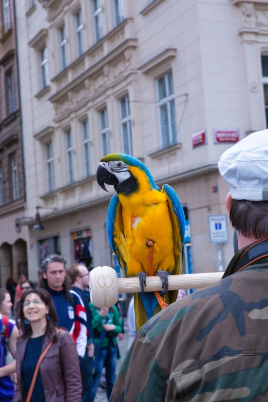 a man holding a parrot on his stick