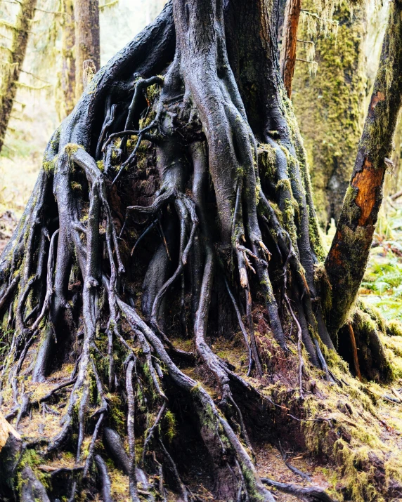 the roots and bark of an old tree in the woods