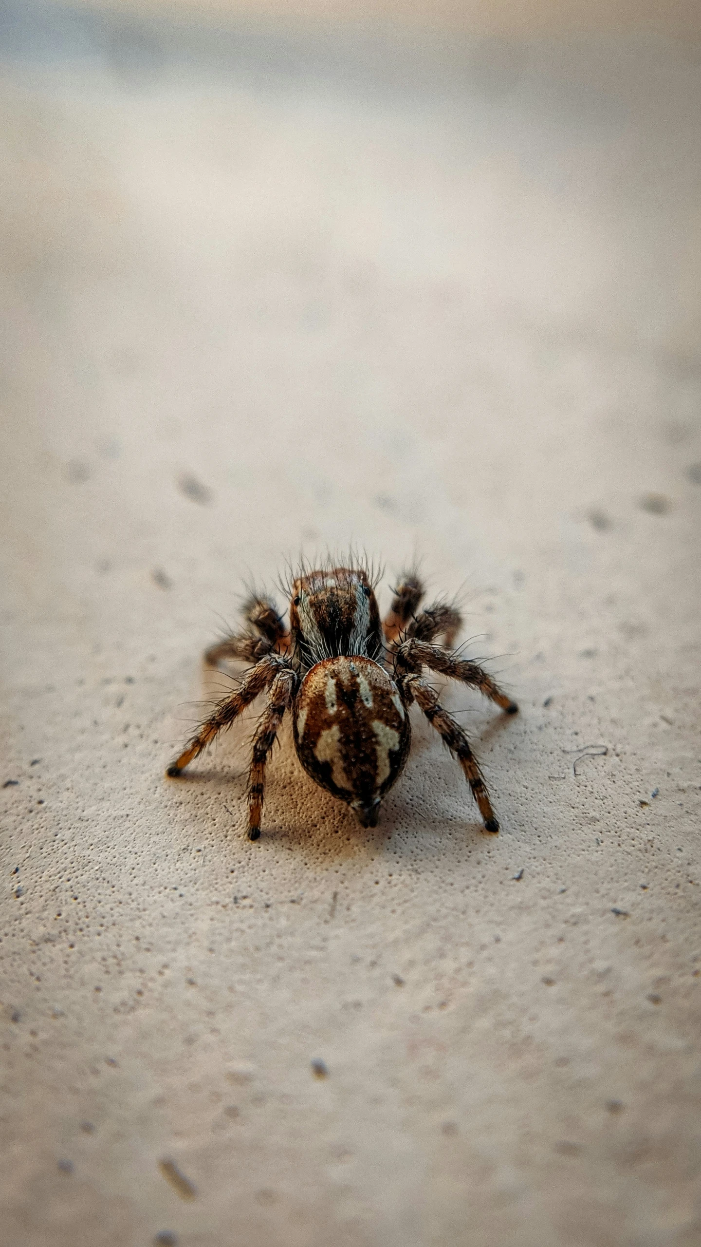 a spider crawling across the sandy ground