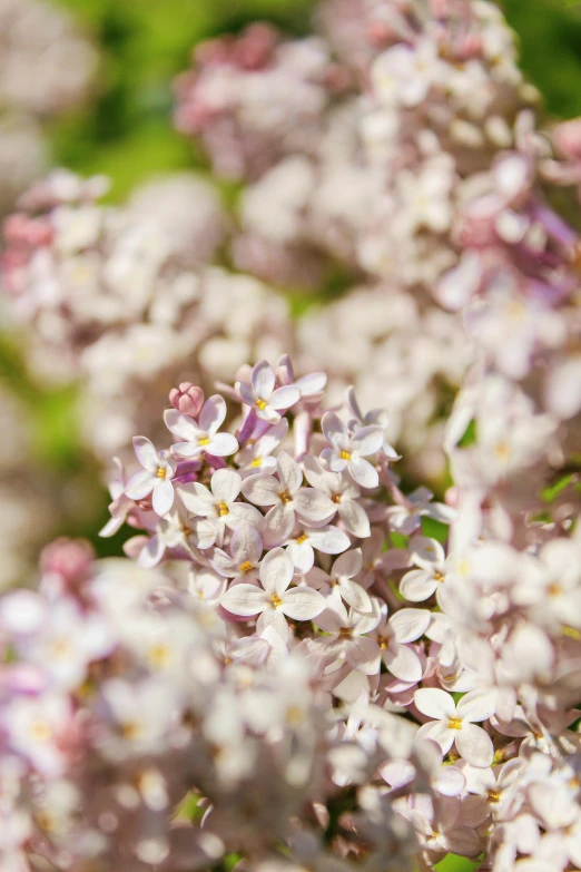 a bunch of flowers with many tiny white flowers