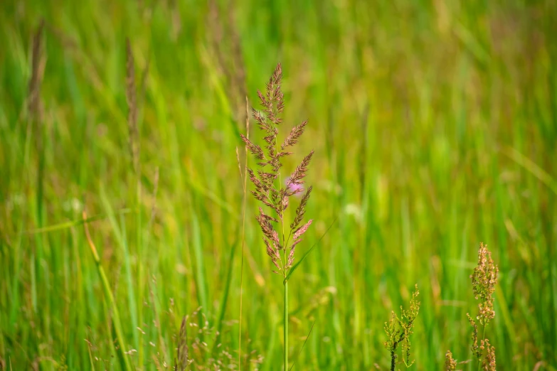 close up view of some tall grass in a field