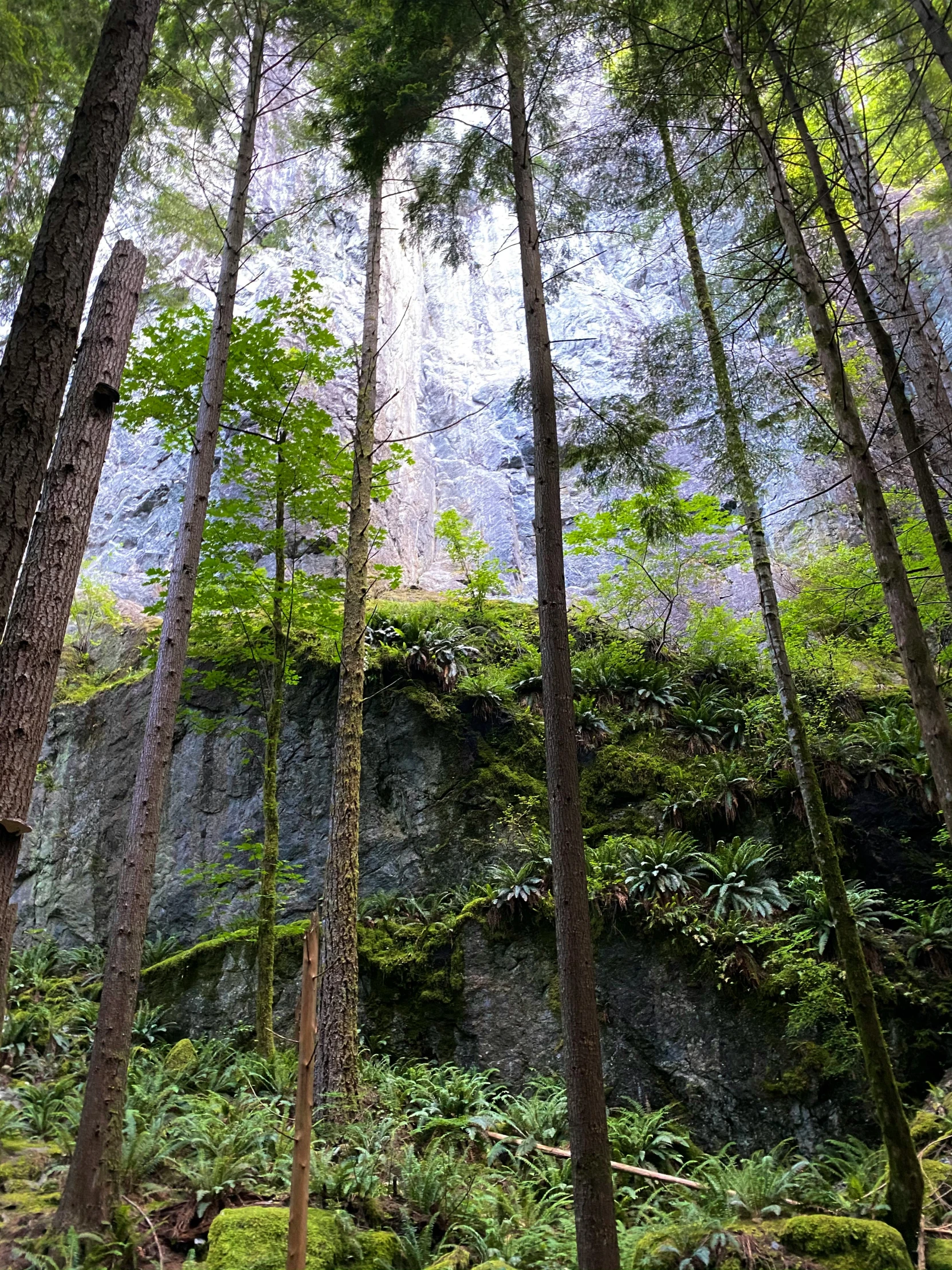 the forest floor has moss growing on it