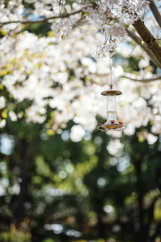 birdfee feeder on a nch covered by white flowers