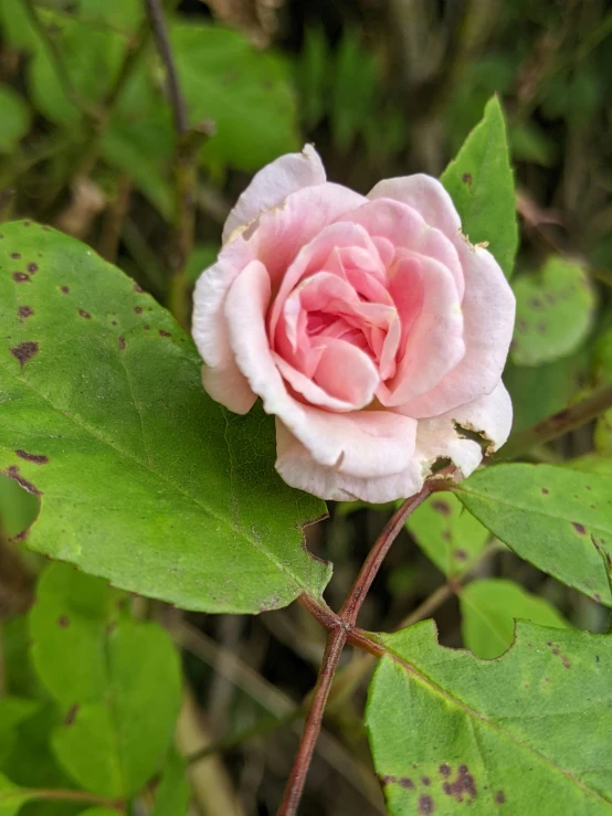 pink rose in bloom on a leafy nch