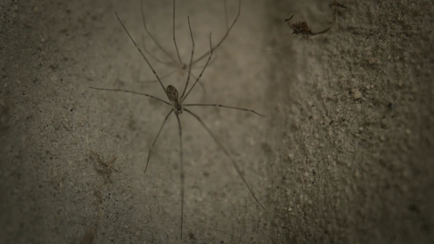 an image of a insect on the ground