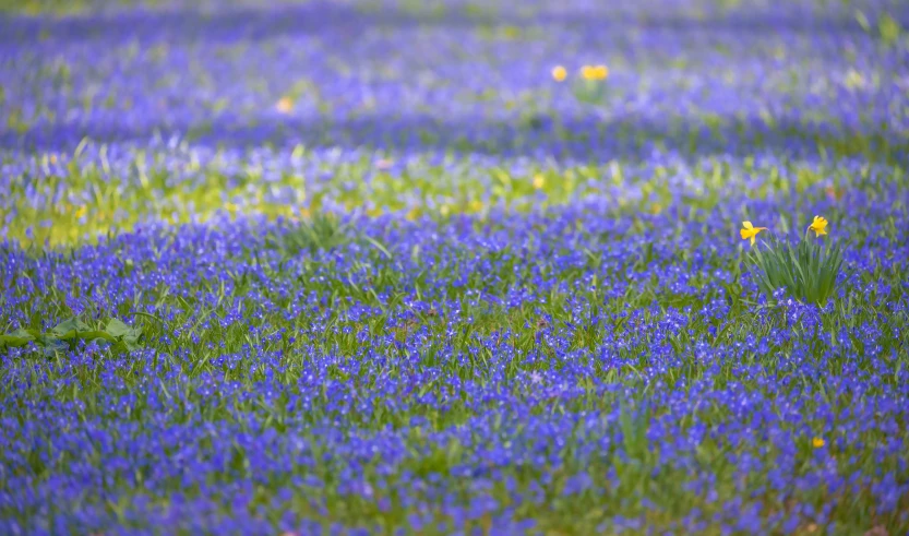 a field full of wildflowers and other flowers