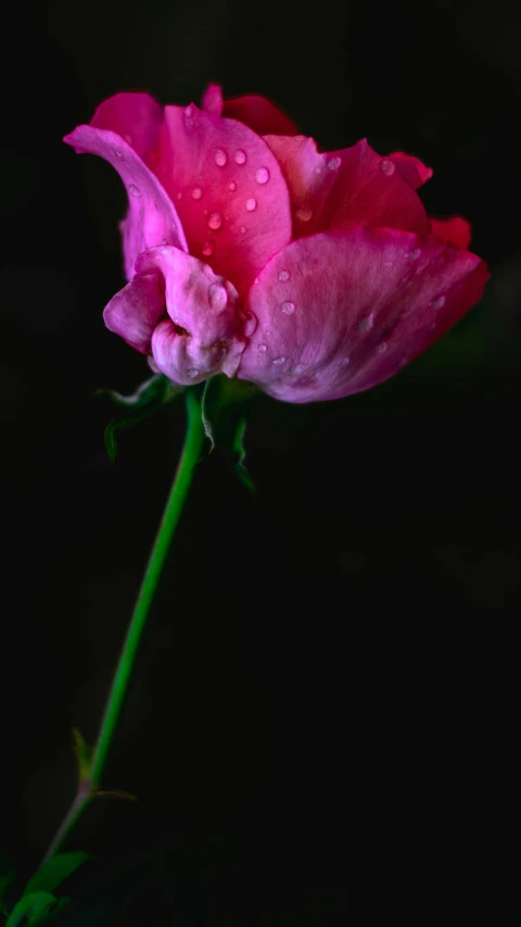 a pink flower that is next to a black background