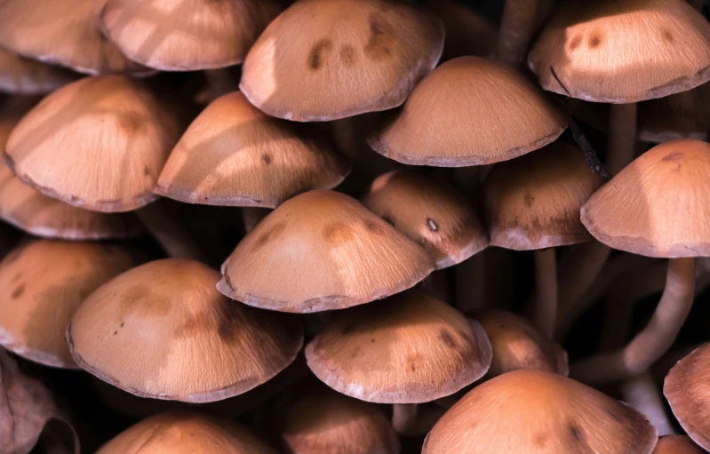 this image shows a pile of many mushrooms